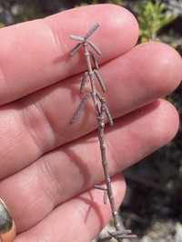 Euphorbia vaginulata