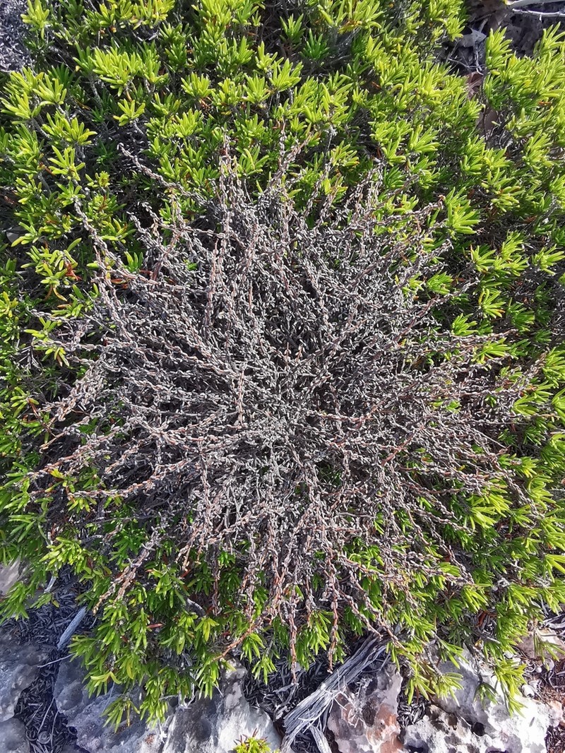 Euphorbia vaginulata photo 2