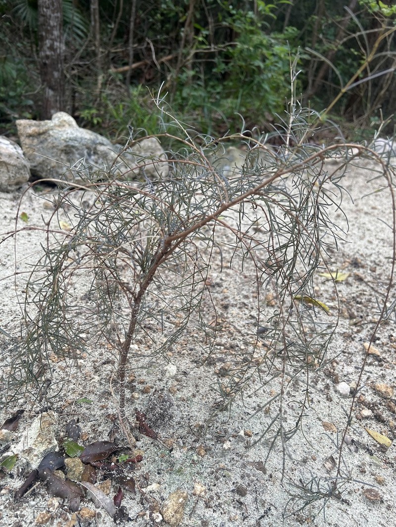 Euphorbia vaginulata photo 5
