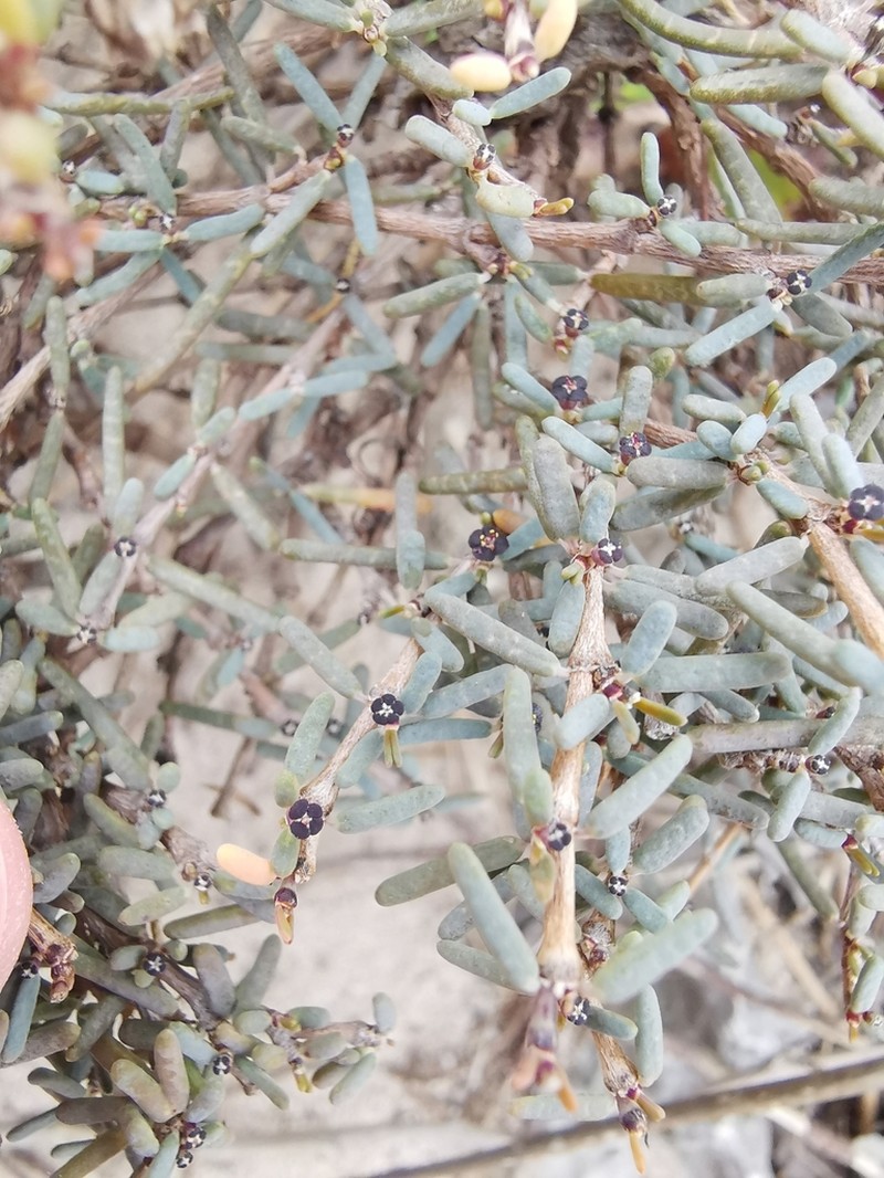 Euphorbia vaginulata photo 6