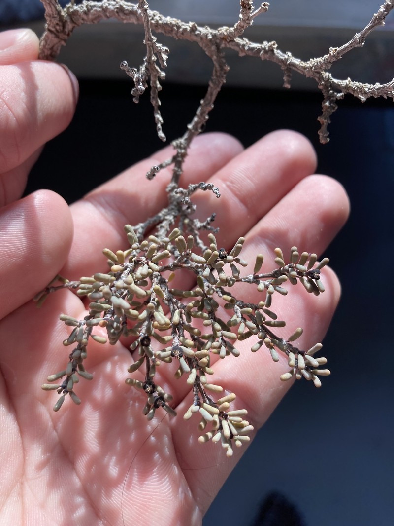 Euphorbia vaginulata photo 8