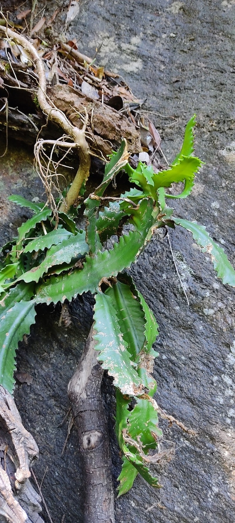 Euphorbia vajravelui photo 2