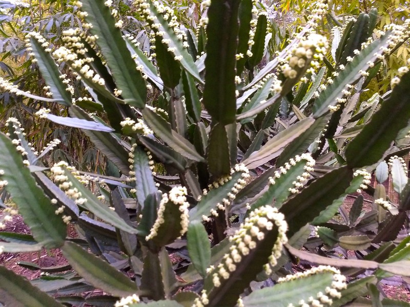 Euphorbia vajravelui photo 4
