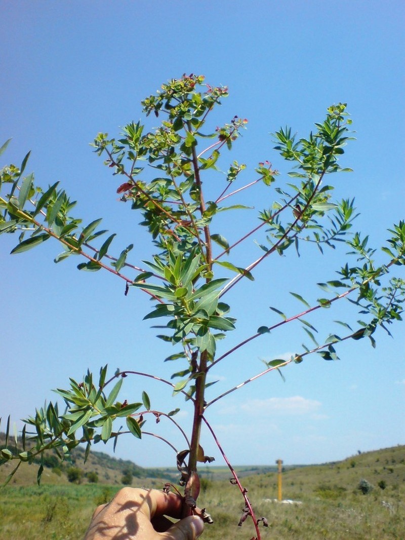 Euphorbia valdevillosocarpa photo 3