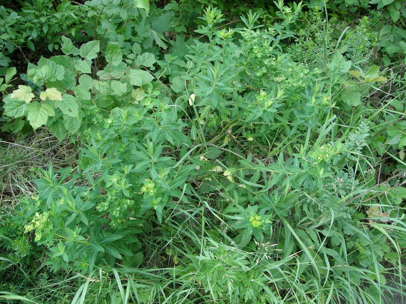 Euphorbia valdevillosocarpa photo 4