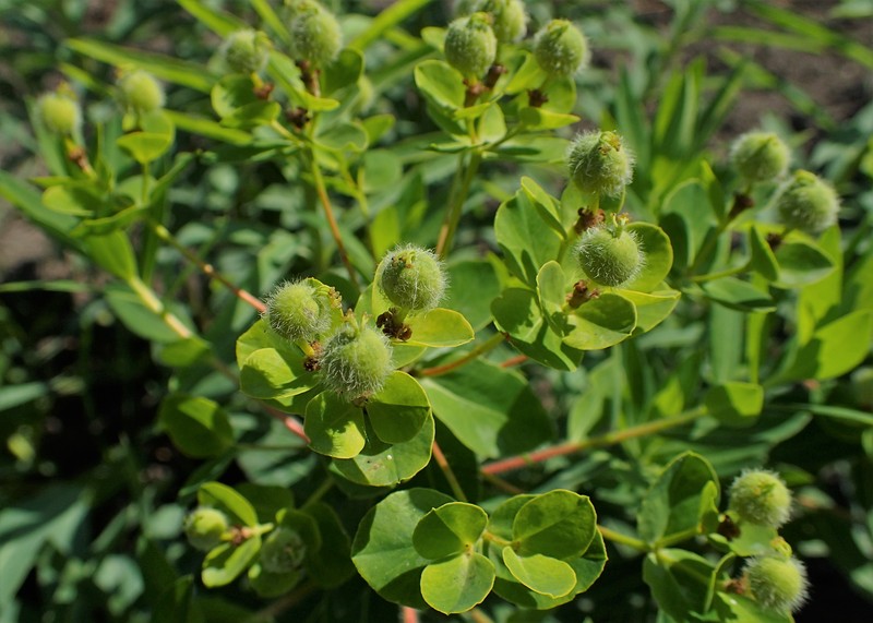 Euphorbia valdevillosocarpa