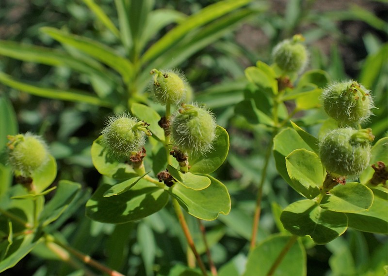 Euphorbia valdevillosocarpa photo 6