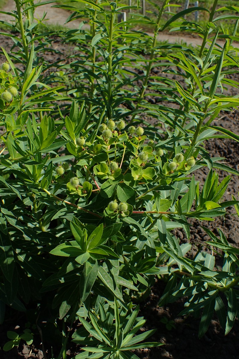 Euphorbia valdevillosocarpa photo 7