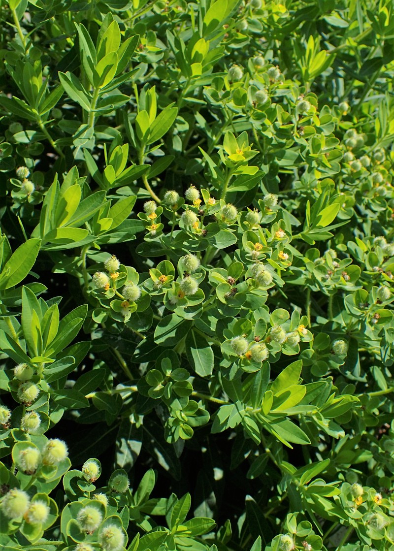 Euphorbia valdevillosocarpa photo 8