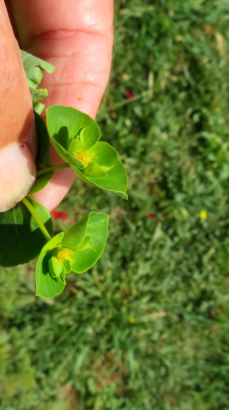 Euphorbia valerianifolia photo 2