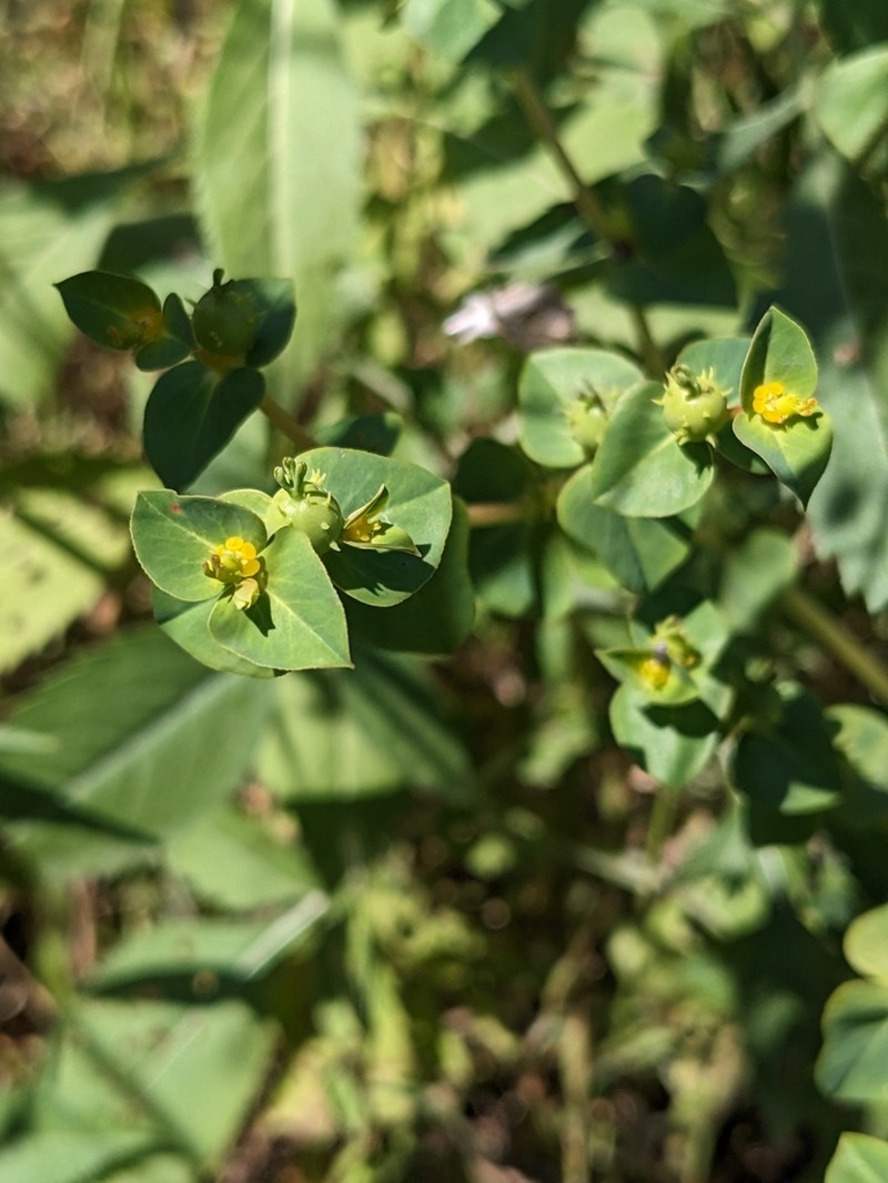 Euphorbia valerianifolia photo 3