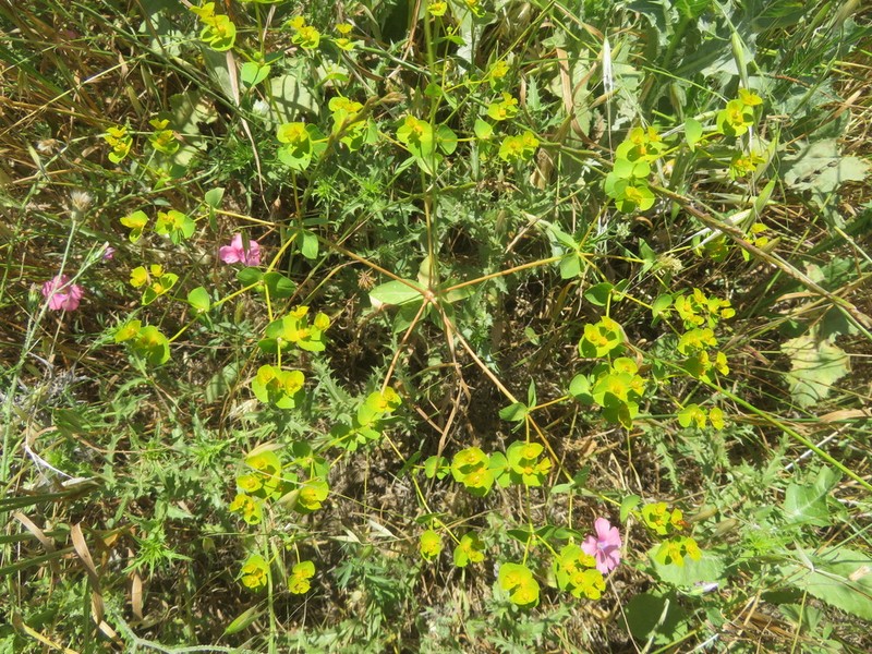 Euphorbia valerianifolia photo 4
