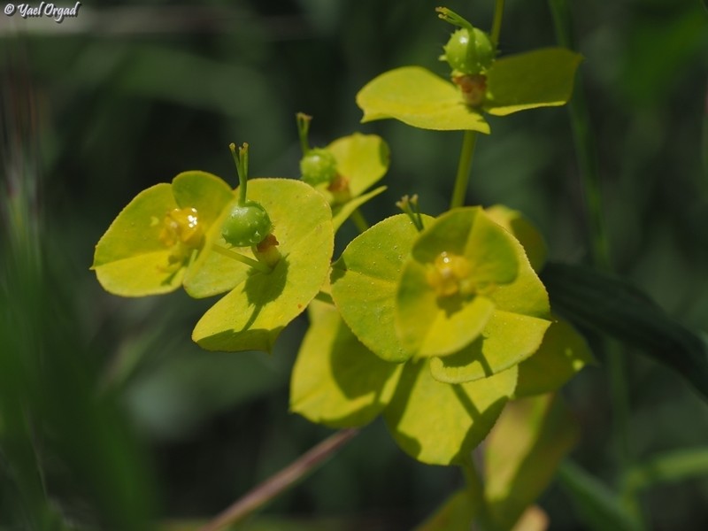 Euphorbia valerianifolia photo 5