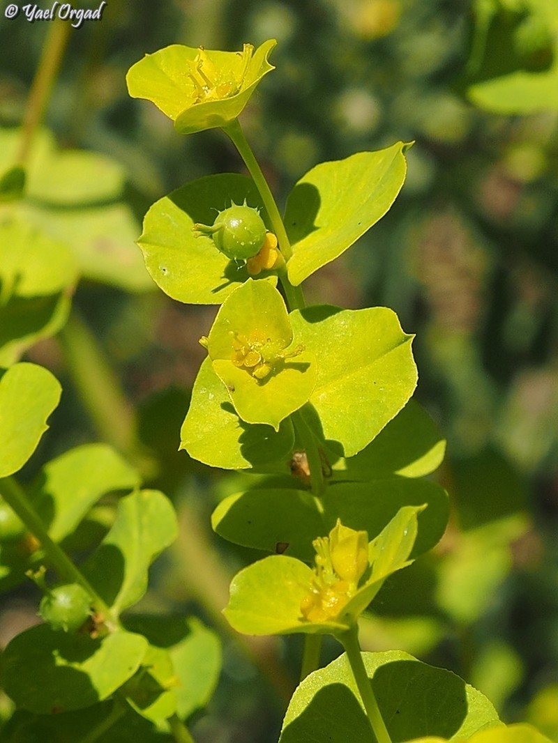 Euphorbia valerianifolia photo 6