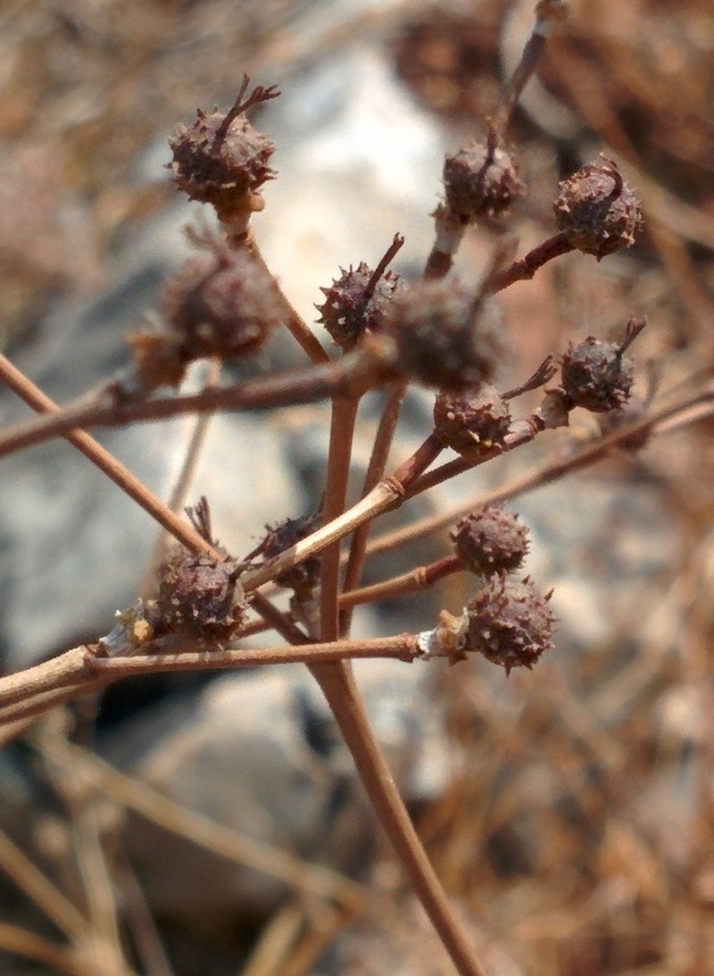 Euphorbia valerianifolia photo 7
