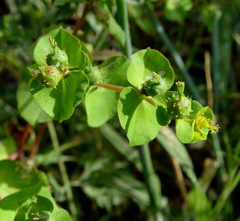 Euphorbia valerianifolia photo 8