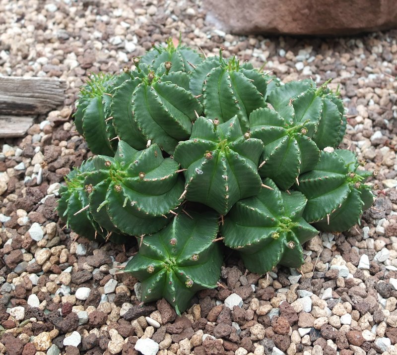 Euphorbia valida