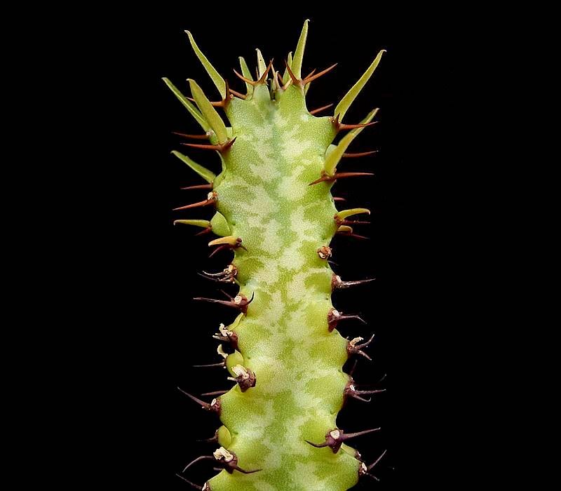 Euphorbia vallaris