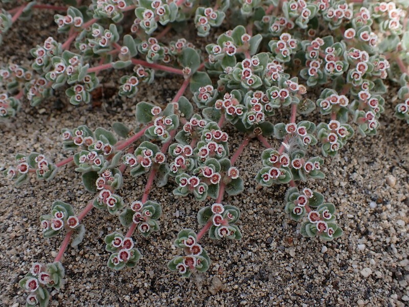Death Valley Sandmat