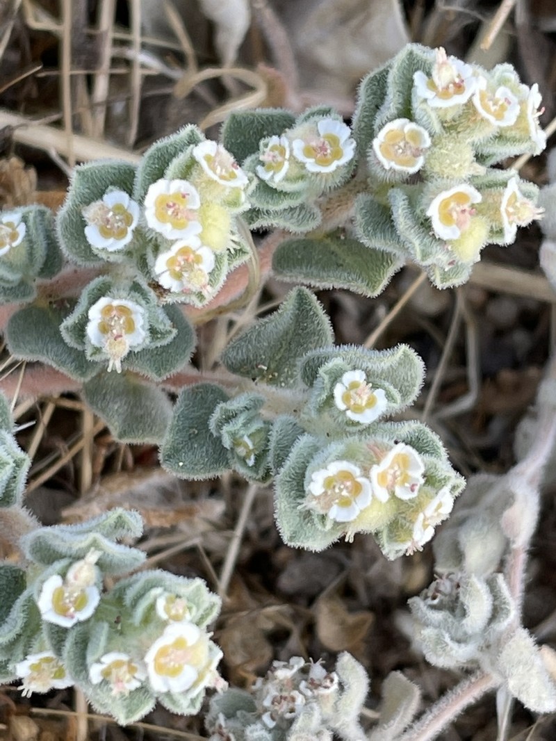 Death Valley Sandmat photo 3