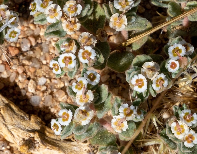Death Valley Sandmat photo 6