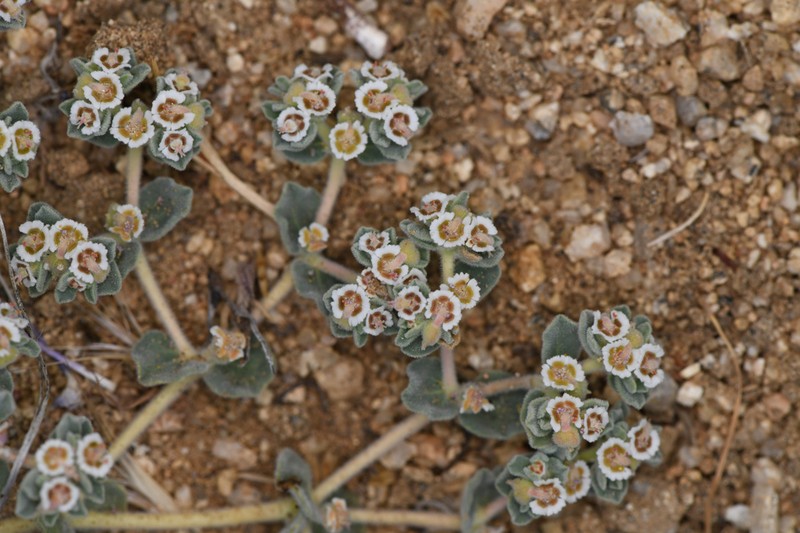 Death Valley Sandmat photo 8
