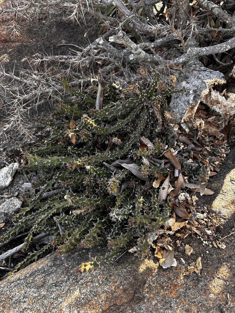 Euphorbia vandermerwei