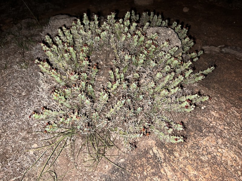 Euphorbia vandermerwei photo 2