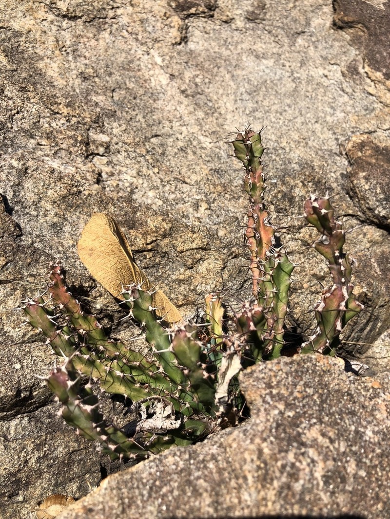 Euphorbia vandermerwei photo 3
