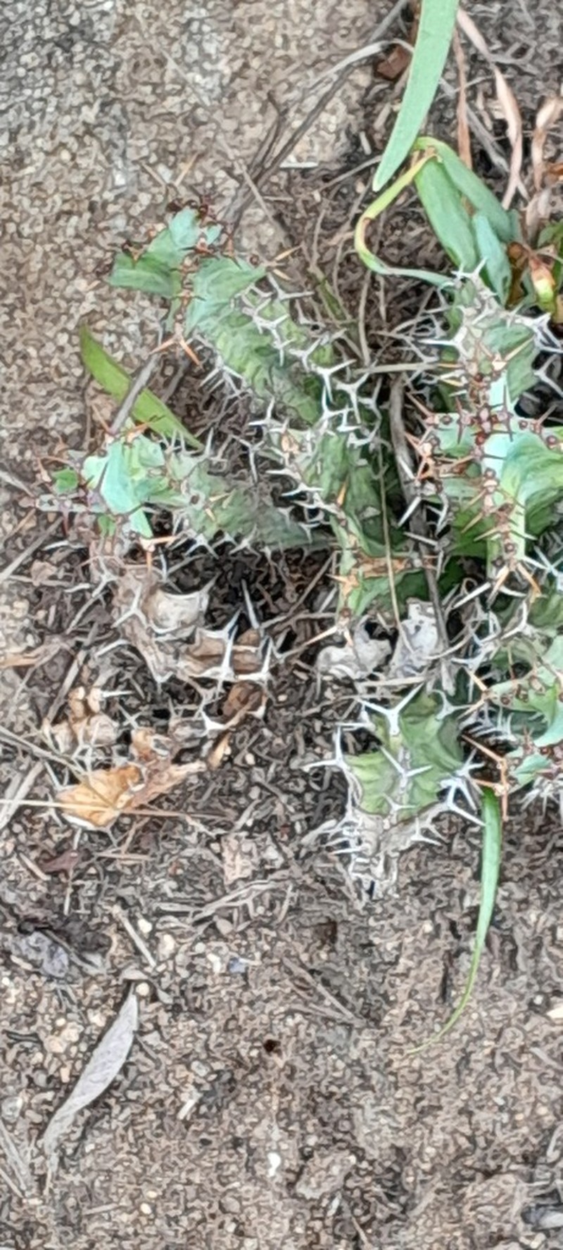 Euphorbia vandermerwei photo 4