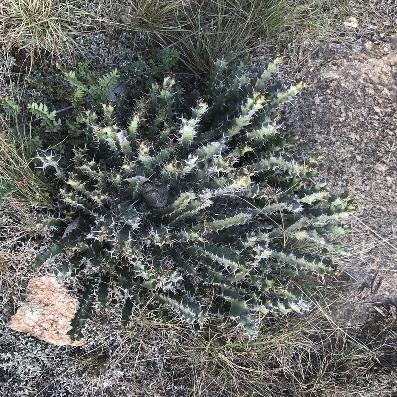 Euphorbia vandermerwei photo 5