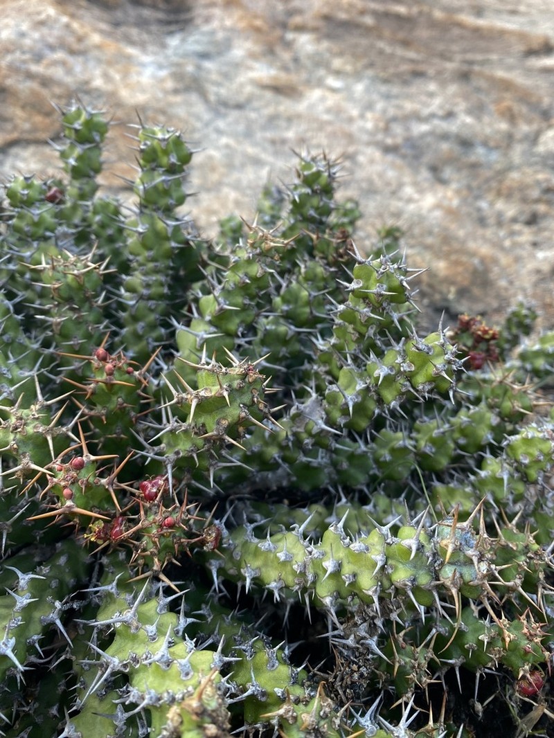 Euphorbia vandermerwei photo 6