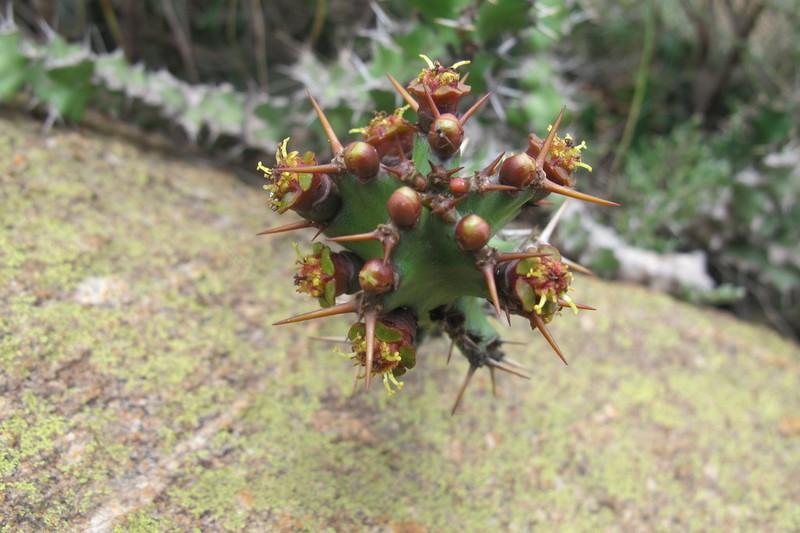 Euphorbia vandermerwei photo 7