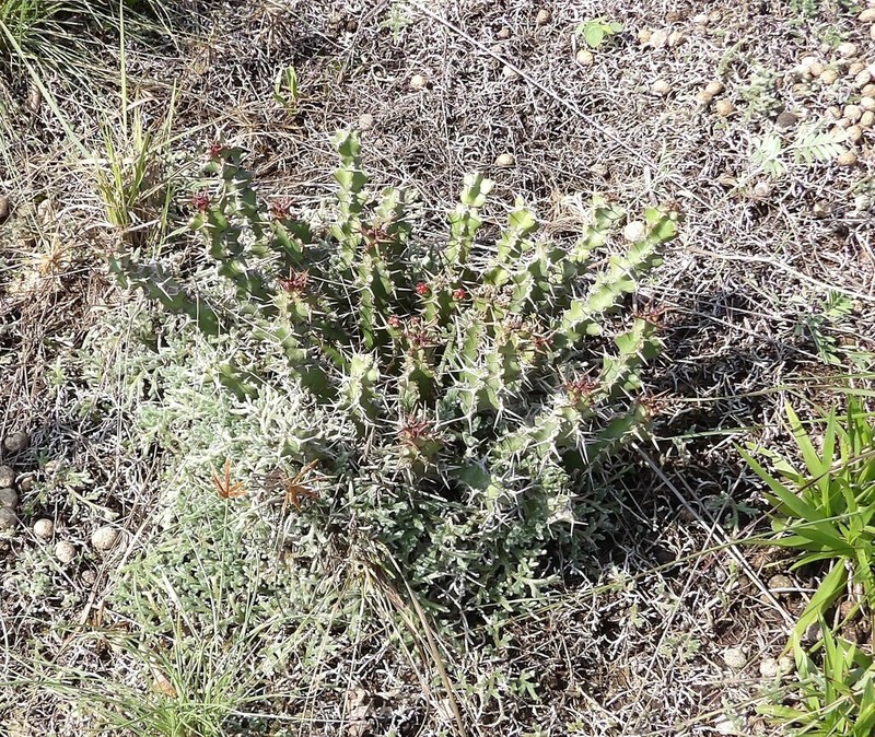 Euphorbia vandermerwei photo 8