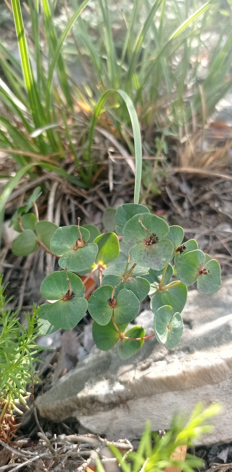 Euphorbia variabilis photo 2