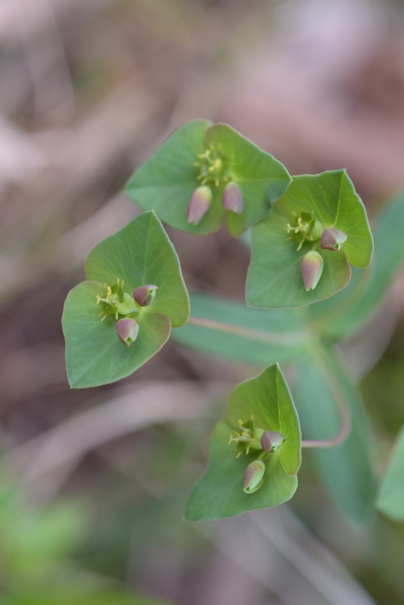 Euphorbia variabilis photo 3