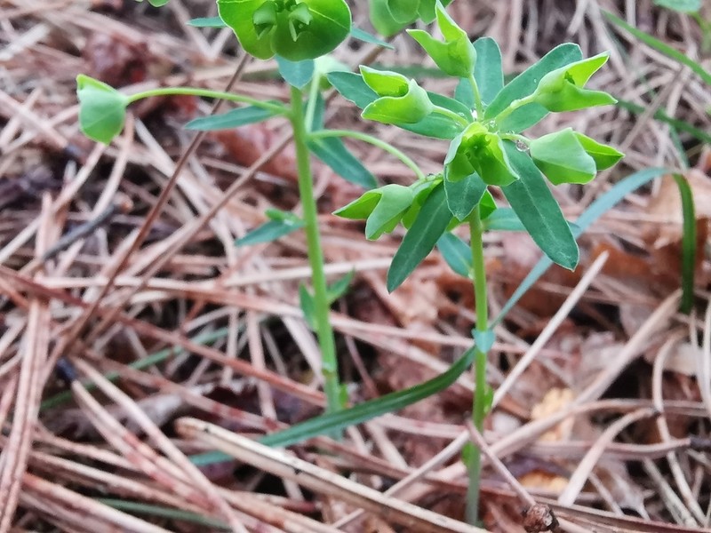 Euphorbia variabilis photo 4