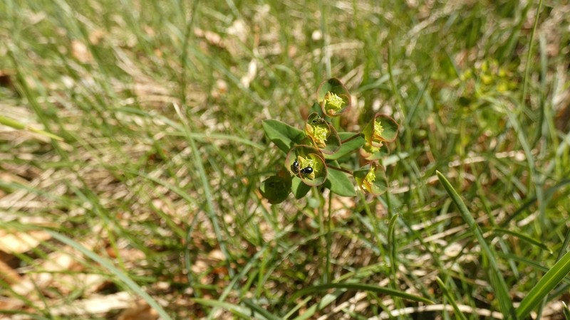Euphorbia variabilis photo 5
