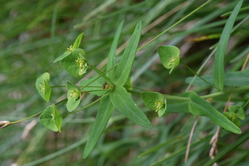 Euphorbia variabilis photo 6