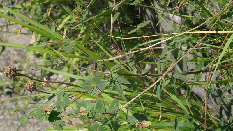 Euphorbia variabilis photo 7