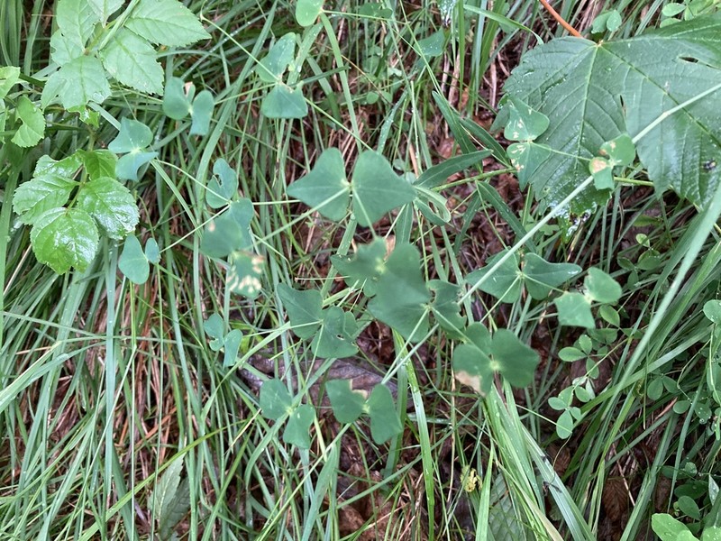 Euphorbia variabilis photo 8