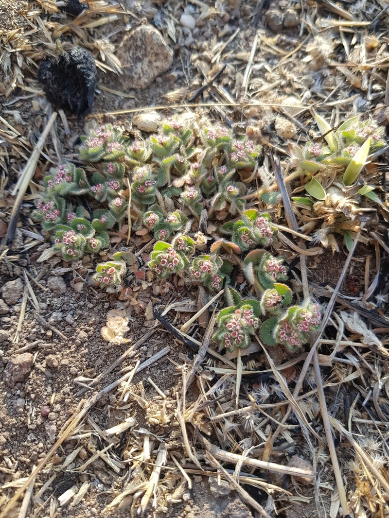 Caliche Sandmat photo 3