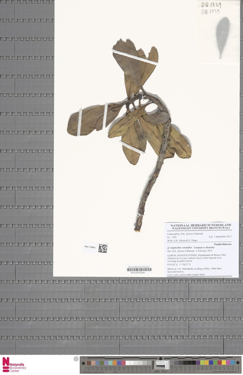 Euphorbia venefica photo 3