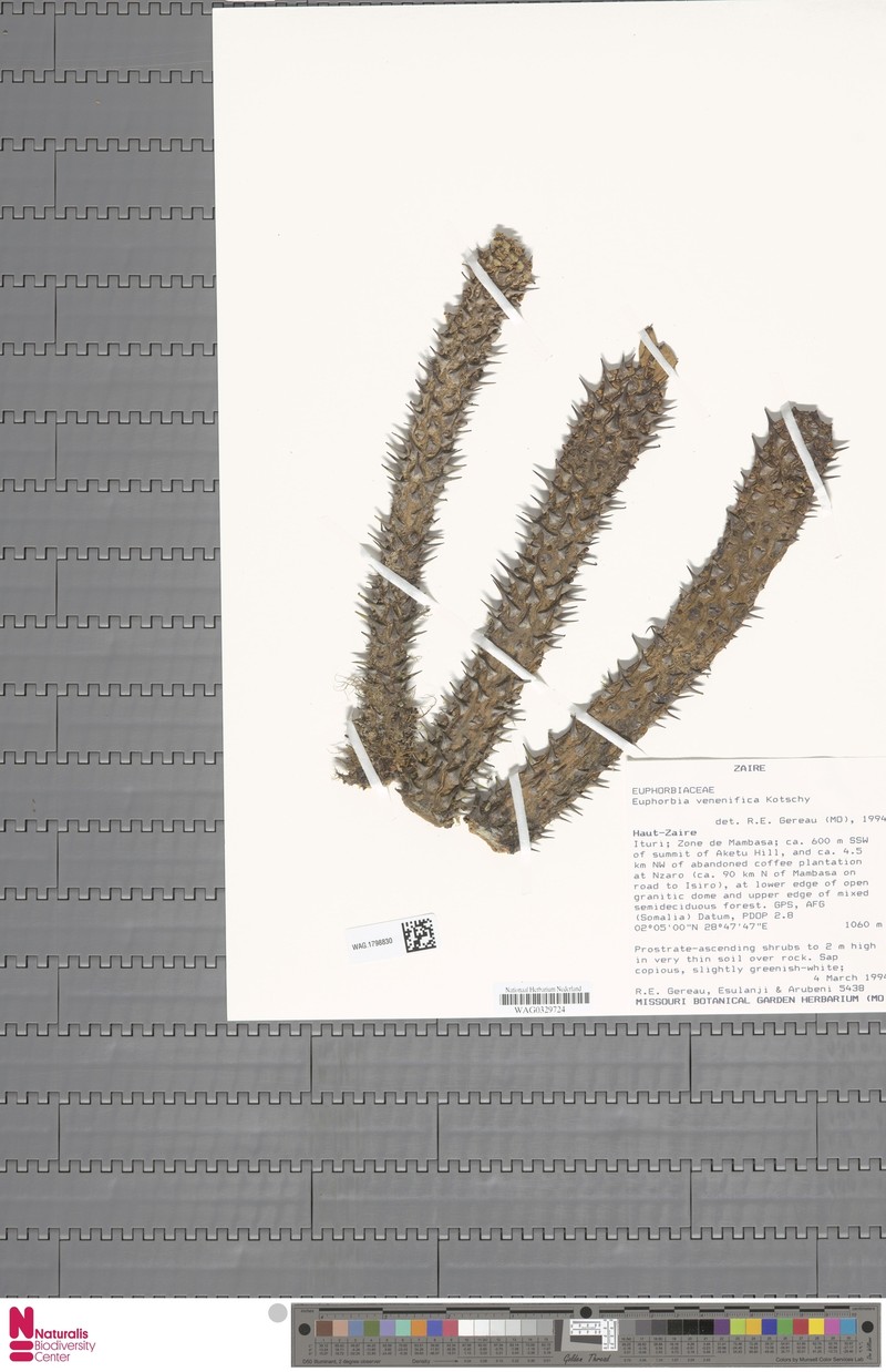 Euphorbia venefica photo 4