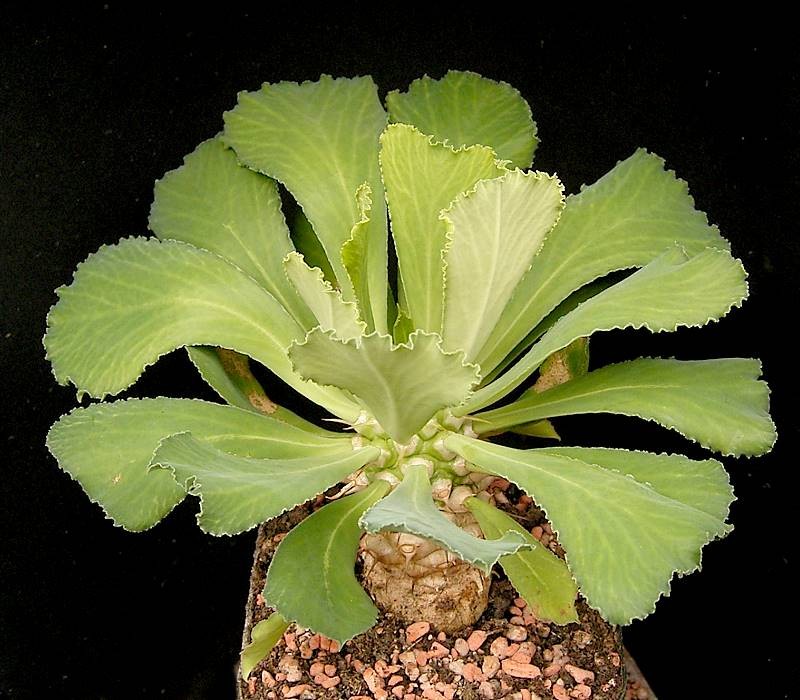 Euphorbia venefica