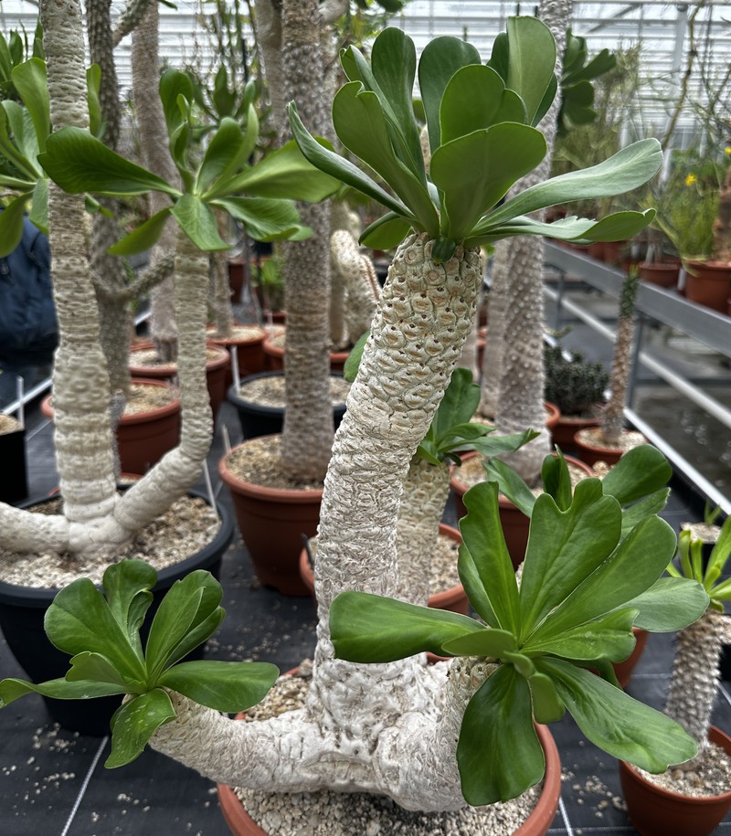 Euphorbia venefica photo 6