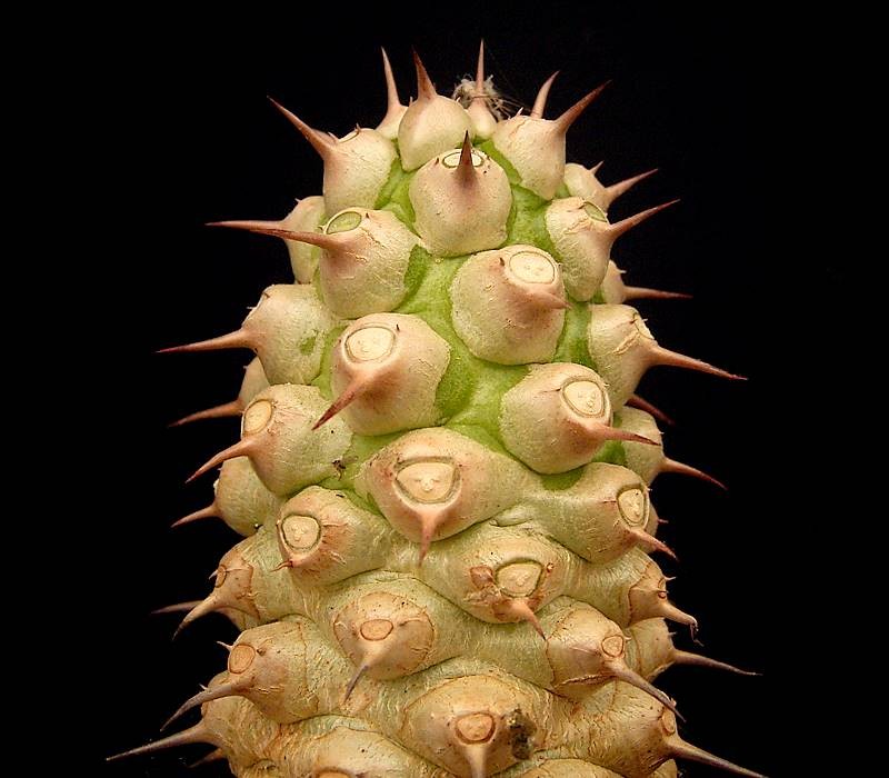 Euphorbia venefica photo 7