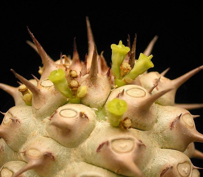 Euphorbia venefica photo 8