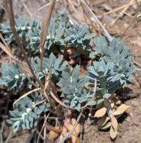 Euphorbia veneris