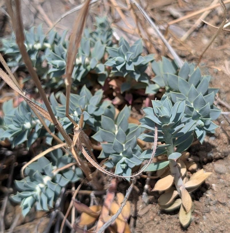 Euphorbia veneris